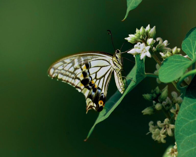 Sacred Forest Insect